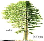Feuillus et conifères (Angiospermes et gymnospermes). Contrairement aux êtres humains, les arbres continuent de grandir jusqu’à leur mort. Chaque année, leur tronc s’épaissit d’une fine couche de bois de largeur variable. Un arbre épanoui produira davantage, un arbre malade ou soumis à une météo défavorable un peu moins. L'arbre est d'abord feuilles. Chaque printemps, avec un temps de retard sur les autres essences, le jeune chêne va revivre le miracle de naissance. Au début du mois de mai, un flot de sève tardif mais puissant submerge ses bourgeons trapus. Son feuillage fripé se déploie, ses rameaux s’allongent. Avant de s’épaissir à maturité, l’arbre concentre toute son énergie vers le ciel. Engagé dans une course vitale à la lumière, il explore le monde à la verticale. Au rythme d’un chêne, sa croissance est effrénée : à quarante ans il aura vingt mètre de haut (Gassmann Patrick, L’arbre à remonter le temps, dans la Salamandre, n°157, 2003)
